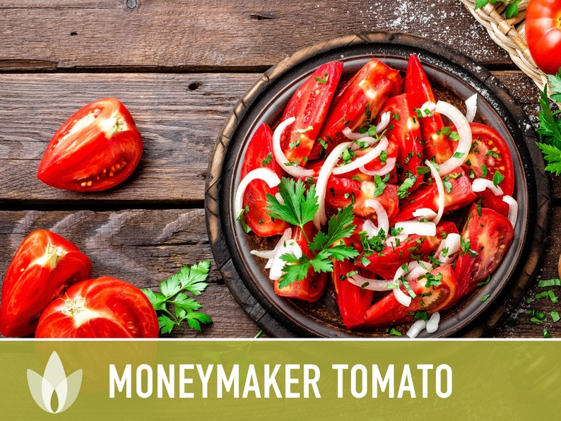 Moneymaker Tomato Seeds Heirloom Seeds, Indeterminate, Slicing Tomato, Sauce Tomato, High Yield, Heat Loving, Salsa Garden, Non-GMO image 7