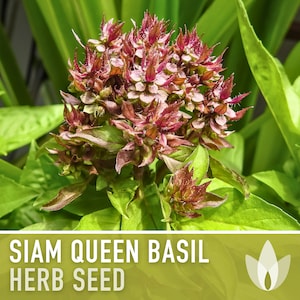 Siam Queen Basil Seeds - Thai Basil, Heirloom Seeds, Medicinal Herb, Aromatherapy, Culinary Herb, Open Pollinated, Ornamental Basil, Non-GMO