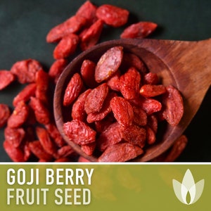 Goji Berry (Wolfberry) Seeds - Heirloom Seeds, Chinese Wolfberry, Medicinal Plant, Superfood, Lycium Chinense, Open Pollinated, Non-GMO