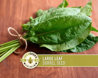 Sorrel Seeds | 200+ Seeds, Perennial, Organic, Lemon Flavor, Medieval Culinary Herb | Rumex acetosa