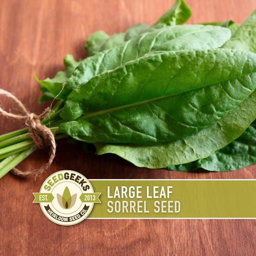 Sorrel Seeds | 200+ Seeds, Perennial, Organic, Lemon Flavor, Medieval  Culinary Herb | Rumex Acetosa - Etsy