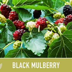Black Mulberry Tree Seeds – Heirloom, Sweet Fruit (50 Seeds) zdjęcie 6