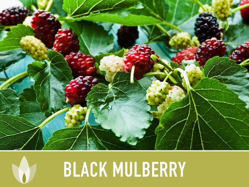 Black Mulberry Tree Seeds – Heirloom, Sweet Fruit (50 Seeds) zdjęcie 6
