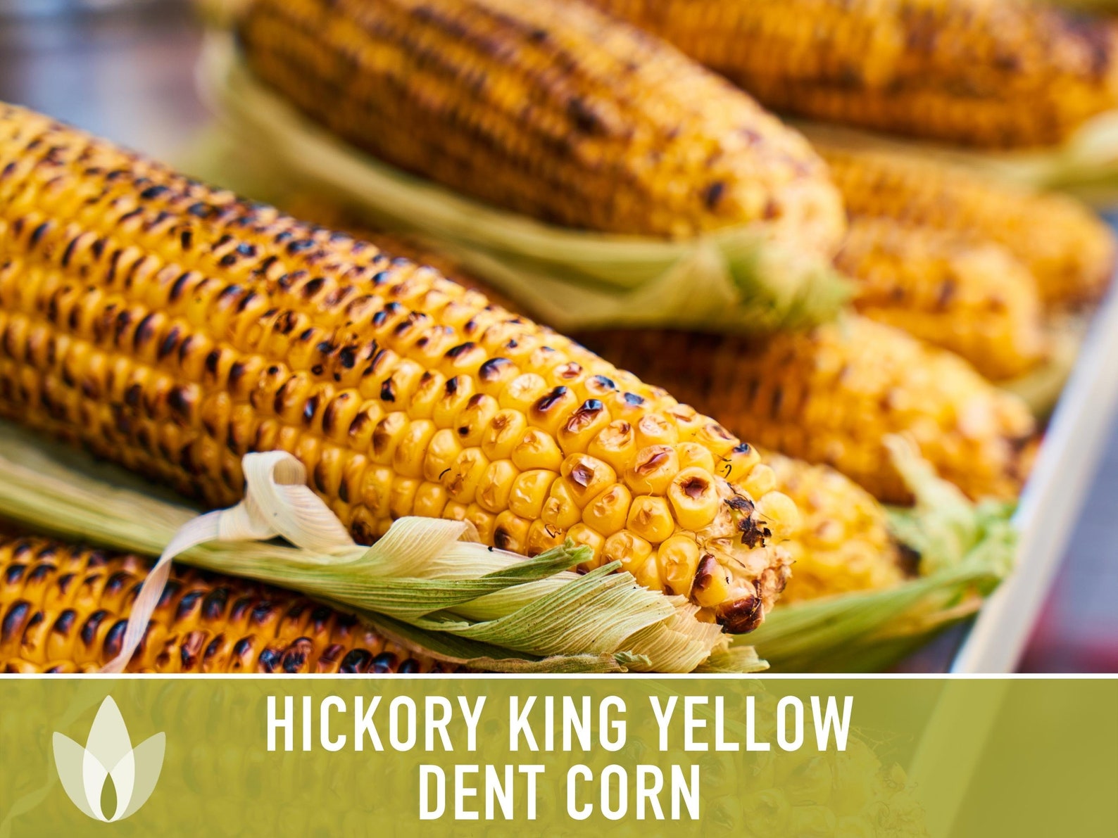 Hickory King Yellow Corn Heirloom Seeds Dent Corn Sweet Etsy