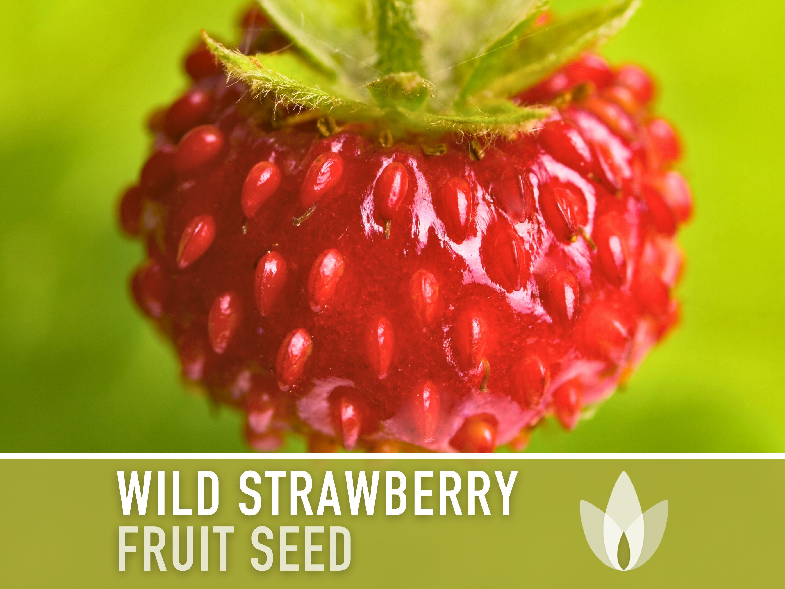 Wild Strawberry Seeds - Alpine Heirloom Variety - Etsy