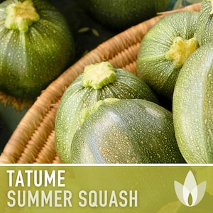 Tatume Summer Squash Seeds - Heirloom, Organic, Non-GMO