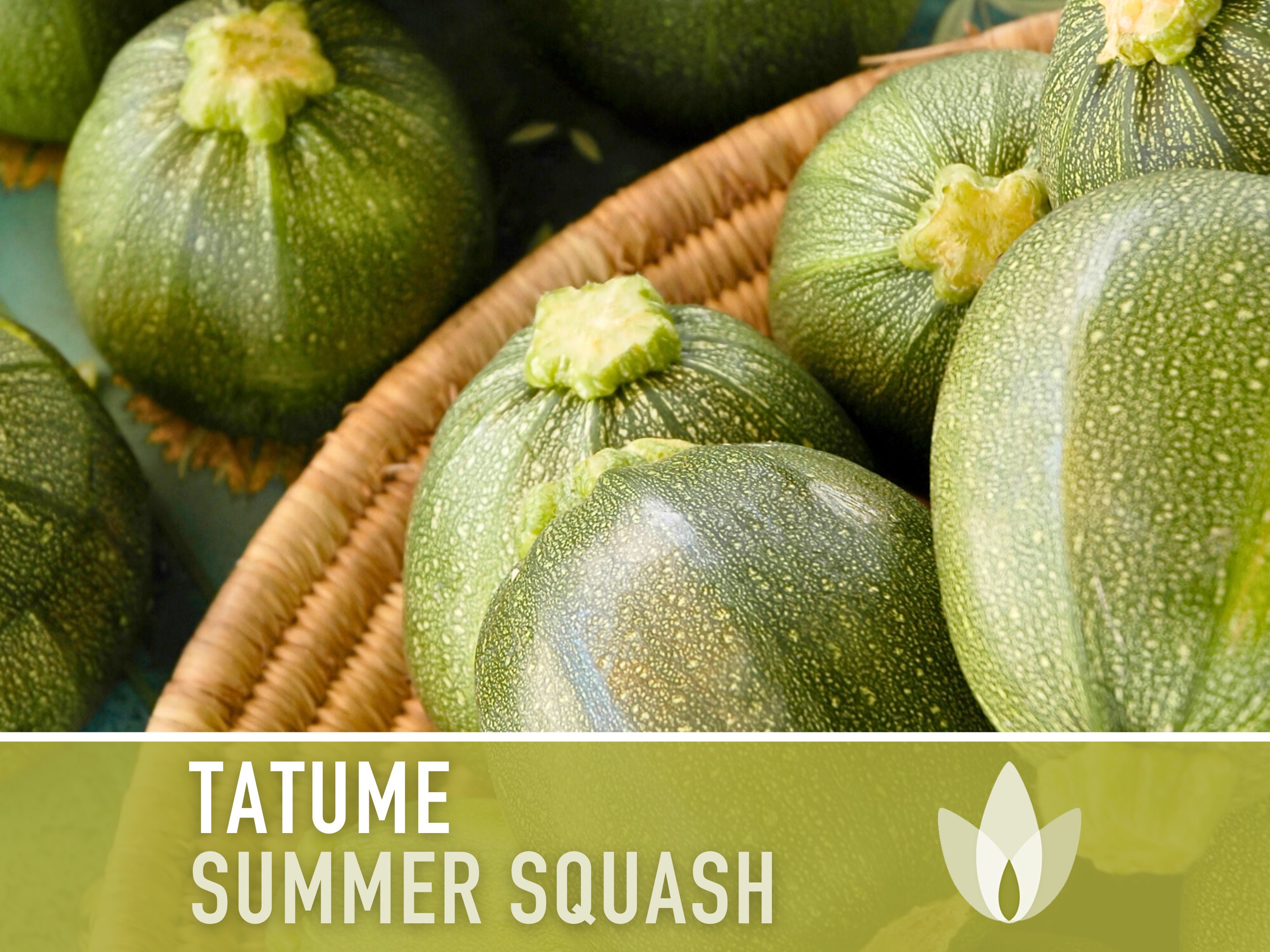 Tatume Summer Squash Seeds - Heirloom, Organic, Non-GMO