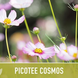 Picotee Cosmos Flower Seeds - Heirloom Flowers, Cut Flowers, Butterfly Garden, Pollinator Friendly, Non-GMO image 10