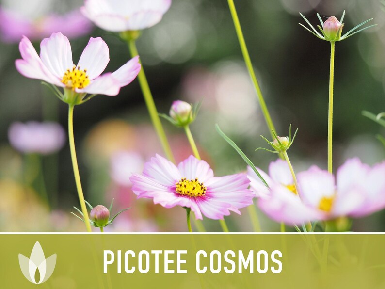 Picotee Cosmos Flower Seeds - Heirloom Flowers, Cut Flowers, Butterfly Garden, Pollinator Friendly, Non-GMO image 10