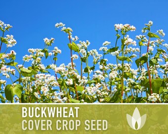 thumbnail image 2 of 30 Lbs Winter Rye Seed - Food Plot, Cover Crop, Deer Attractant, Wildlife Garden 2 of 3