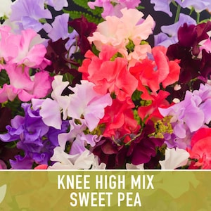 Sweet Pea Seeds, Knee High Flower Mix, Lathyrus Odoratus image 5