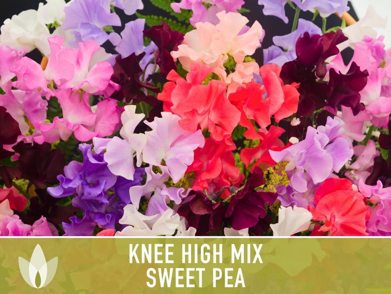 Sweet Pea Seeds, Knee High Flower Mix, Lathyrus Odoratus image 5