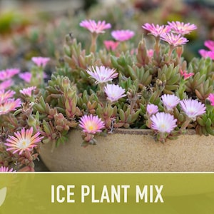 Ice Plant Flower Seeds – Rainbow Mix, Ground Cover, 150 Non-GMO Seeds image 5