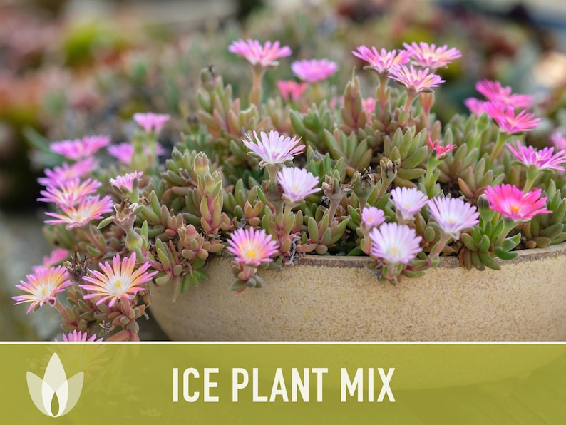 Ice Plant Flower Seeds – Rainbow Mix, Ground Cover, 150 Non-GMO Seeds image 5