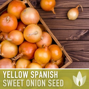 Yellow Sweet Spanish Onion Seeds - Heirloom, Root Vegetables, Fall Garden, Long Day Onion, Non-GMO