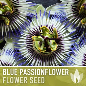 Blue Passionflower Seeds - Heirloom Seeds, Passionfruit, Bluecrown, Medicinal Vine, Wild Apricot, Fragrant Flower, Cold Hardy, Non-GMO