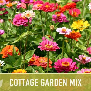 Cottage Garden Wildflower Seed Mix – Heirloom Antique Flowers bild 7