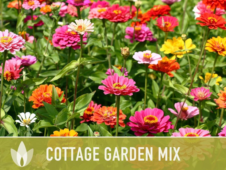 Cottage Garden Wildflower Seed Mix – Heirloom Antique Flowers bild 7