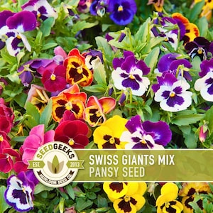 Swiss Giants Pansy Seeds, Heirloom Edible Flowers, 100 Seeds image 1