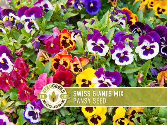 Swiss Giants Pansy Seeds, Heirloom Edible Flowers, 100 Seeds