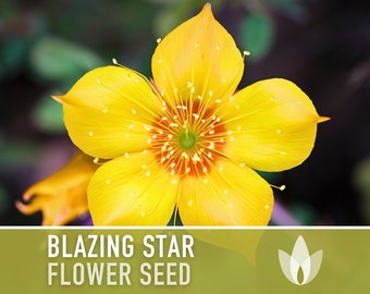 Blazing Star Flower Seeds - Heirloom Seeds, Native Wildflower, Fragrant Showy Flowers, Golden Bartonia, Mentzelia lindleyi, Non-GMO