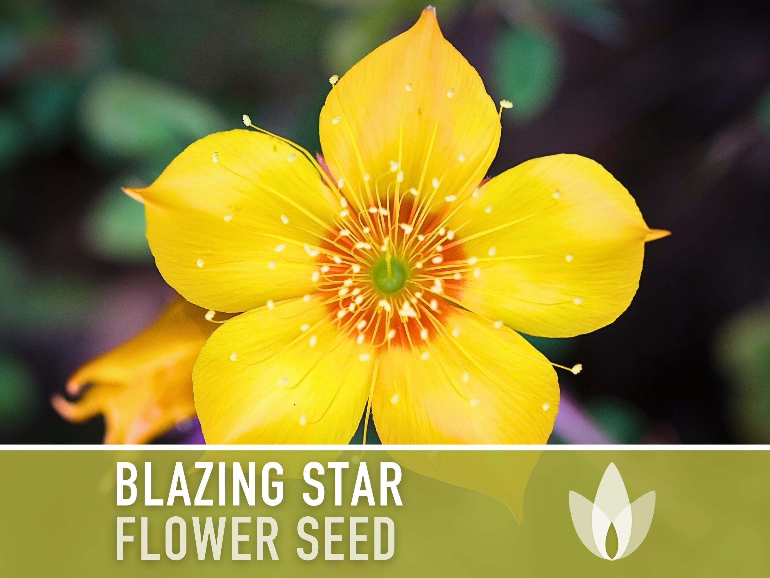 Blazing Star Flower Seeds - Heirloom Seeds, Desert Native Wildflower, Fragrant Showy Flowers, Golden Bartonia, Mentzelia lindleyi, Non-GMO
