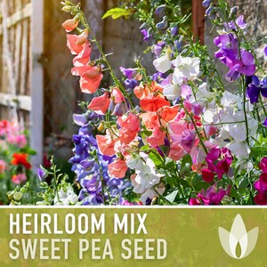 Heirloom Sweet Pea Flower Mix | 25+ Seeds, Cottage Garden, Fragrant Blooms, Lathyrus odoratus Bild 8