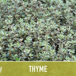 Thyme Herb Seeds | 200+ Seeds, Heirloom, Organic, Culinary, Medicinal, Rare, Perennial, Thymus vulgaris image 8