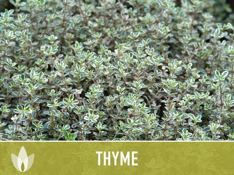 Thyme Herb Seeds | 200+ Seeds, Heirloom, Organic, Culinary, Medicinal, Rare, Perennial, Thymus vulgaris image 8