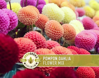 Könnte beinhalten: Eine lebendige Mischung aus Pompon-Dahlien in verschiedenen Farben, darunter Rosa, Orange, Gelb und Rot. Die Blüten sind in voller Blüte und zeigen ihre kugelförmige Form und geschichteten Blütenblätter. Das Bild enthält ein Logo mit der Aufschrift "Seed Geeks" und "Pompon Dahlia Flower Mix."