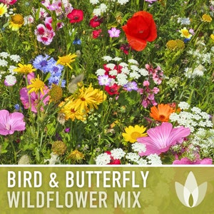 Bird & Butterfly Wildflower Seed Mix - Seed Packets, Heirloom Seeds, Flower Seeds, Non GMO, Open Pollinated