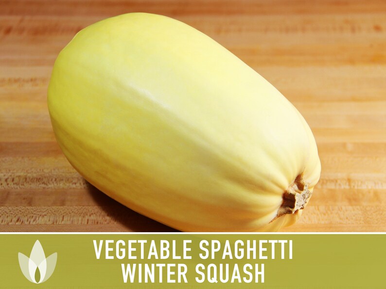 Vegetable Spaghetti Winter Squash Heirloom Seeds Etsy