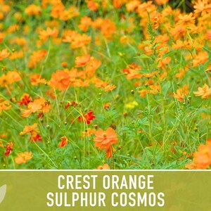 Crest Orange Sulphur Cosmos Seeds, Pollinator Friendly, Non-GMO image 8