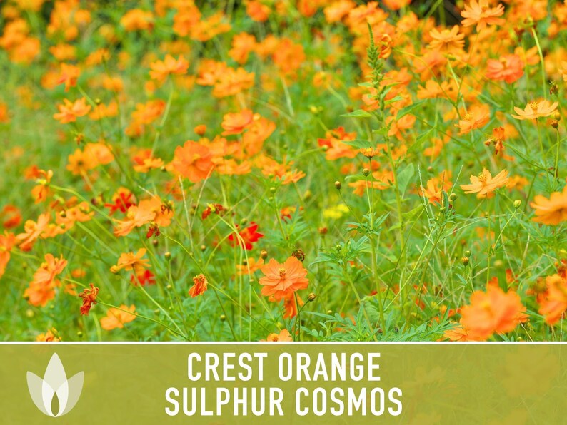 Crest Orange Sulphur Cosmos Seeds, Pollinator Friendly, Non-GMO image 8