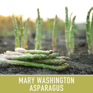 Mary Washington Asparagus Seeds, Heirloom Vegetable, Non-GMO image 11