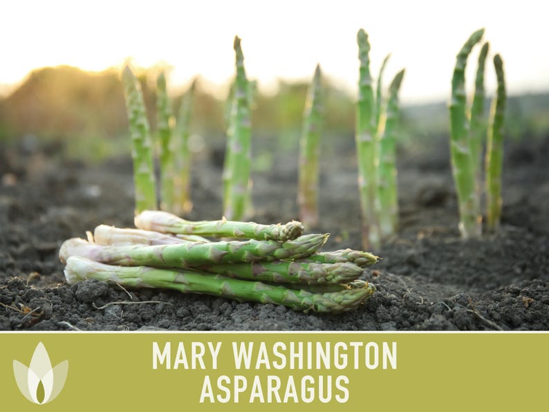 Mary Washington Asparagus Seeds, Heirloom Vegetable, Non-GMO image 11