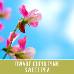 Sweet Pea, Cupid Pink Flower Seeds Heirloom Seeds, Dwarf Flower Seeds, Fragrant Flower, Pollinator Garden, Open Pollinated, Non-GMO image 3