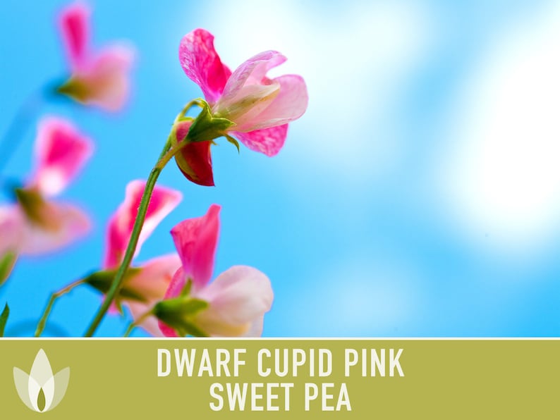 Sweet Pea, Cupid Pink Flower Seeds Heirloom Seeds, Dwarf Flower Seeds, Fragrant Flower, Pollinator Garden, Open Pollinated, Non-GMO image 3