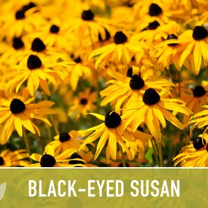 Heirloom Black-Eyed Susan Seeds, Native Rudbeckia Hirta Flower Bild 5