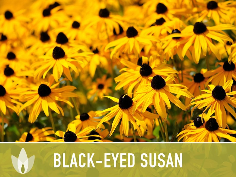 Heirloom Black-Eyed Susan Seeds, Native Rudbeckia Hirta Flower Bild 5
