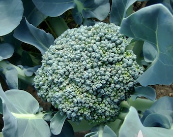 Waltham 29 Broccoli Heirloom Seeds - Non-GMO, Open Pollinated, Untreated