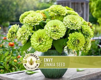 Envy Lime Green Zinnia Seed | 100+ Seeds, Heirloom Annual Flower, Butterfly Gardens, Cut Flowers, Zinnia elegans