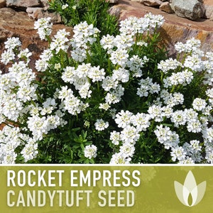 Rocket Empress Candytuft Flower Seeds Heirloom Seeds, Fragrant White Flower, Bouquet Flower, Iberis Amara, Open Pollinated, Non-GMO image 1