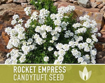Rocket Empress Candytuft Flower Seeds - Heirloom Seeds, Fragrant White Flower, Bouquet Flower, Iberis Amara, Open Pollinated, Non-GMO