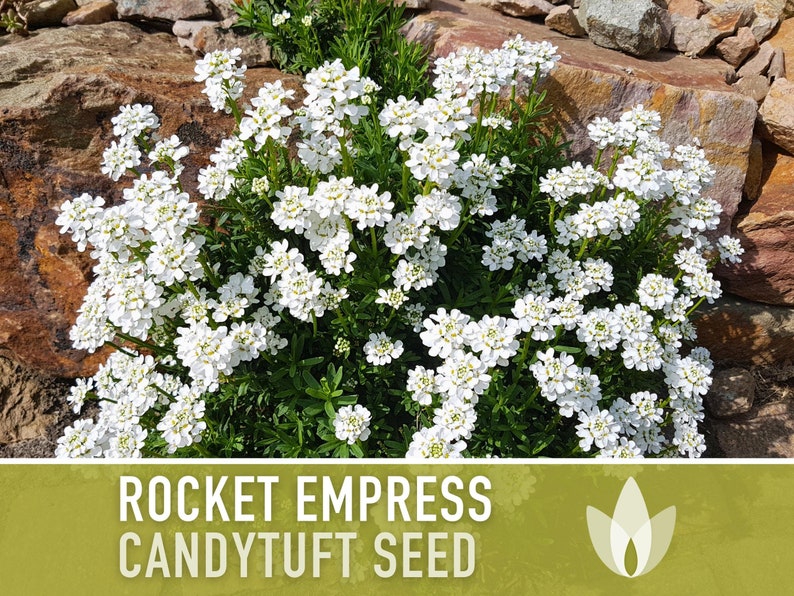 Rocket Empress Candytuft Flower Seeds Heirloom Seeds, Fragrant White Flower, Bouquet Flower, Iberis Amara, Open Pollinated, Non-GMO image 1