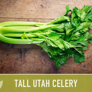Tall Utah Celery Seeds - Heirloom, Open Pollinated, Non-GMO image 11