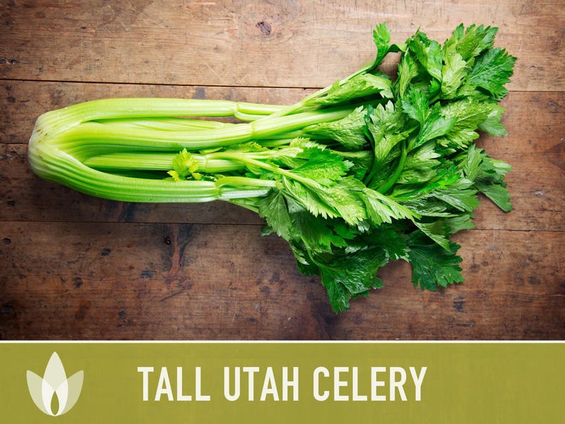 Tall Utah Celery Seeds - Heirloom, Open Pollinated, Non-GMO image 11