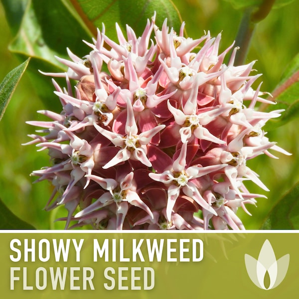 Showy Milkweed Seeds - Heirloom Seeds, Flower Seeds, Ascelpias Speciosa, Pollinator Garden, Monarch Garden, Native Wildflower, Non-GMO