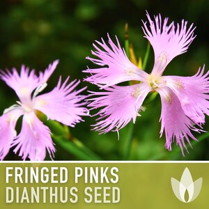 Fringed Pinks Dianthus Seeds – Fragrant Heirloom Flower, Pollinator Garden image 4