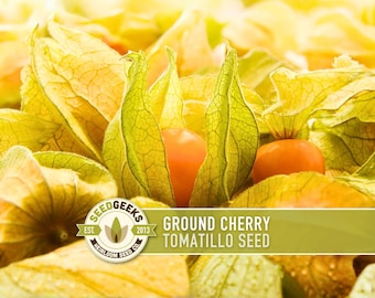 20 Pineapple Ground Cherry Seeds Cossack, Physalis Pruinosa